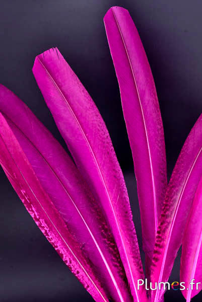 Paon violet - 45-52 cm - fuchsia